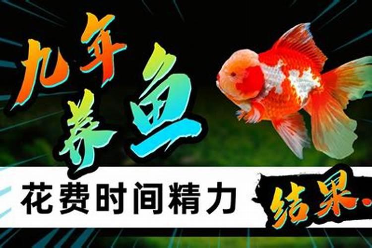 养风水鱼的改运方法 风水鱼带给你好运