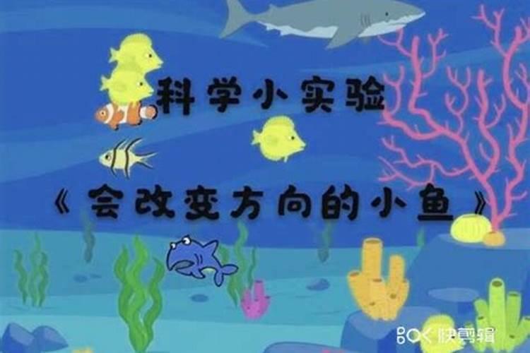 有哪些养鱼催财的风水秘籍