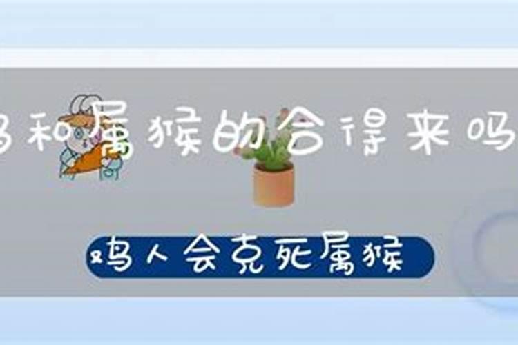 1981年农历三月属鸡的女人和1980年农历九月属猴的男人可以婚配吗？有...
