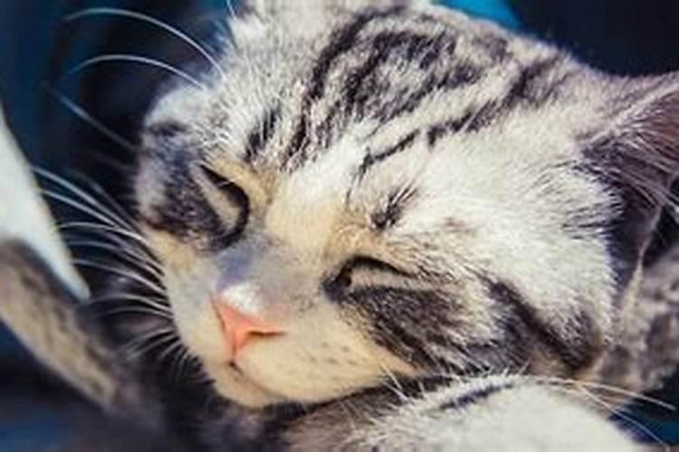 女人梦见死猫是吉兆发财