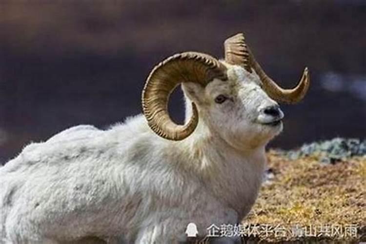 属羊的阴历11月的出生好吗