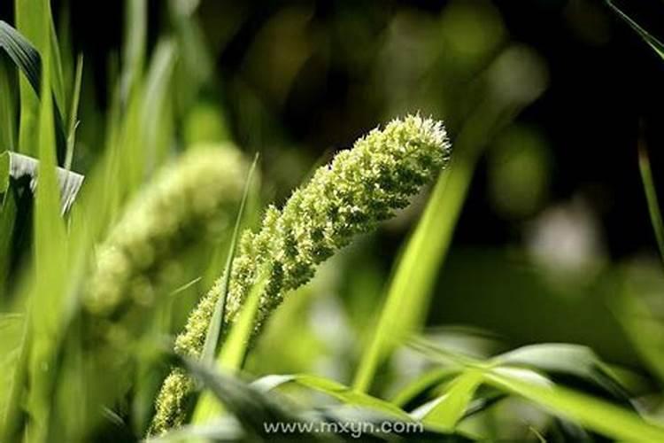 清明菜谱图片8个菜
