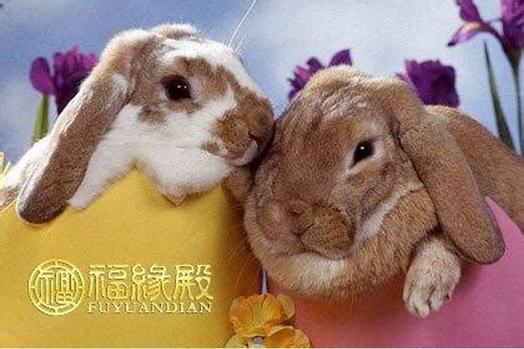 属兔和属猴的夫妻结局
