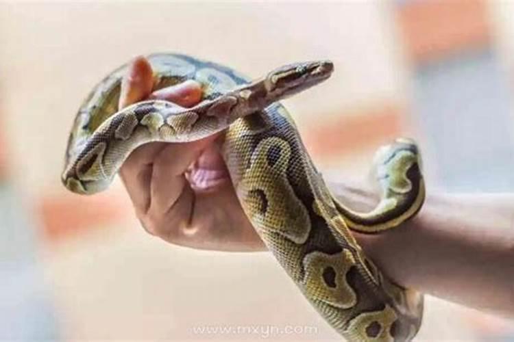 梦见蛇后面就怀孕了是什么意思？