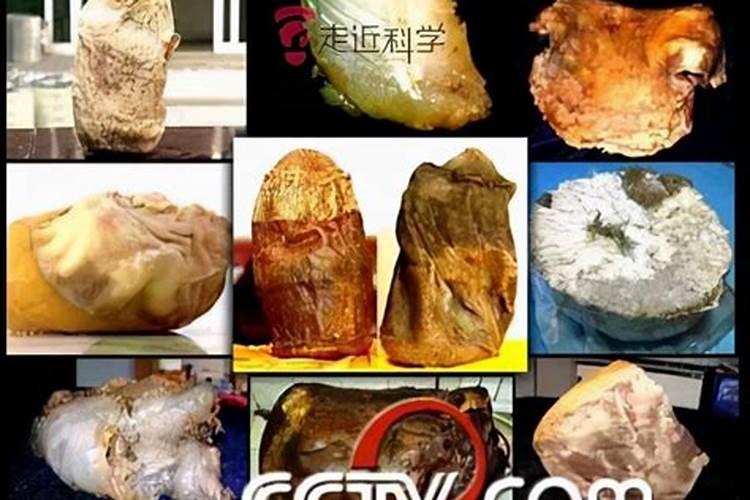 农历五月的虎是什么命五月虎是上山虎还是下山虎