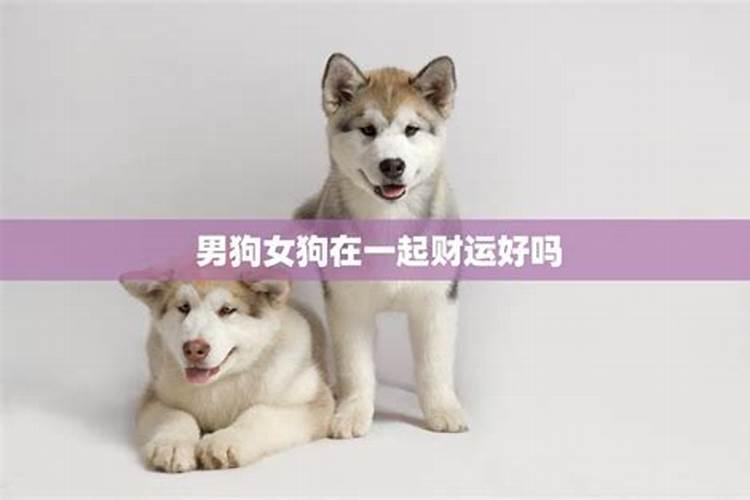 70年狗金男88年龙女木婚配,属狗的和属龙的相配吗