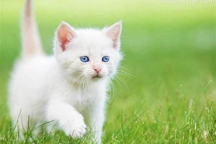 梦见别人家的猫死了