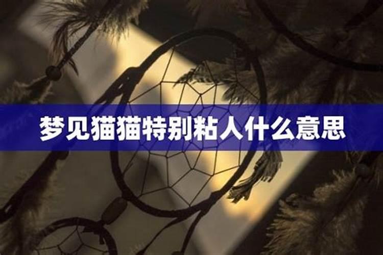 梦到猫死了有什么预兆