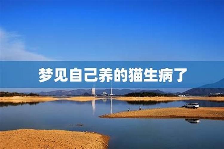 梦到猫死了 梦到猫死了什么预兆