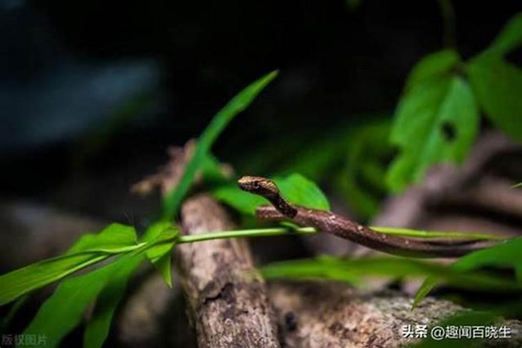 梦见被蛇咬的预兆