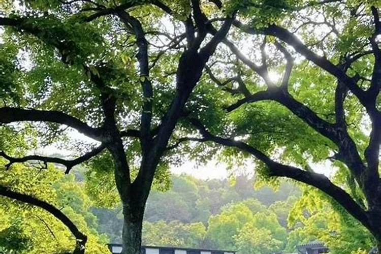 2025年4月4日清明节可以扫墓吗为什么
