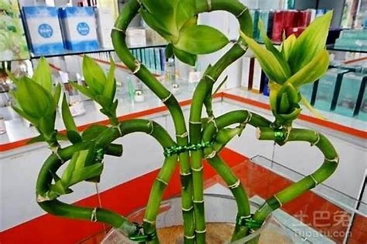 文昌位必须放4个富贵竹吗文昌位放富贵竹的一些讲究