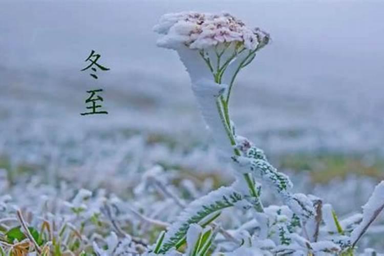 冬至上坟的是前三天还是后三天
