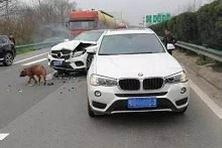梦见车祸现场满地都是人肉和血的预兆
