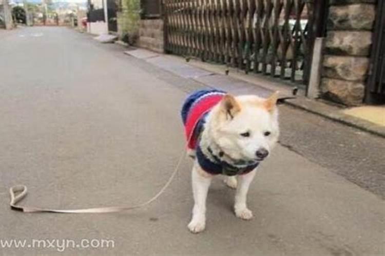 梦见自己的狗丢了的预兆