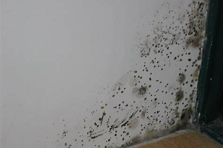 墙面发霉风水预兆有哪些 哪些情况预示家中有灾祸