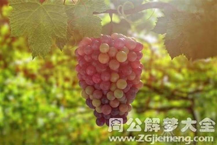 梦到吃葡萄周公解梦