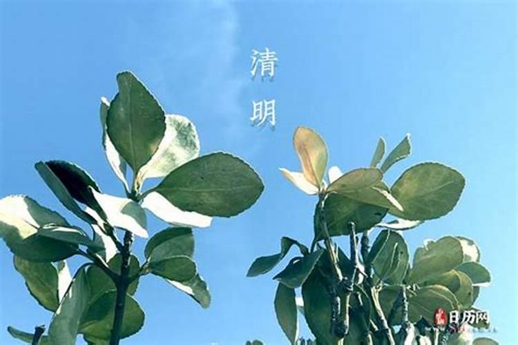 清明节过生日有什么讲究吗
