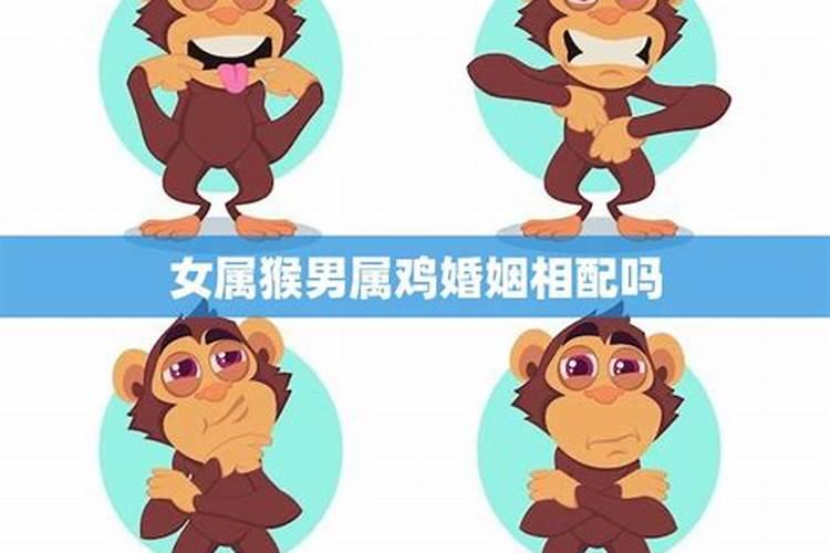 属鸡男和属猴女八字合不合
