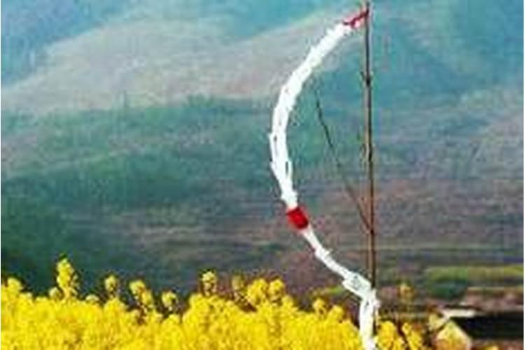 87年属兔是11月5号是什么命