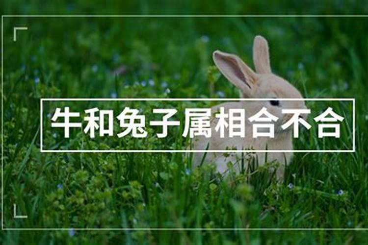属兔女和属牛男的属相配吗 男属牛和女属兔子合婚吗