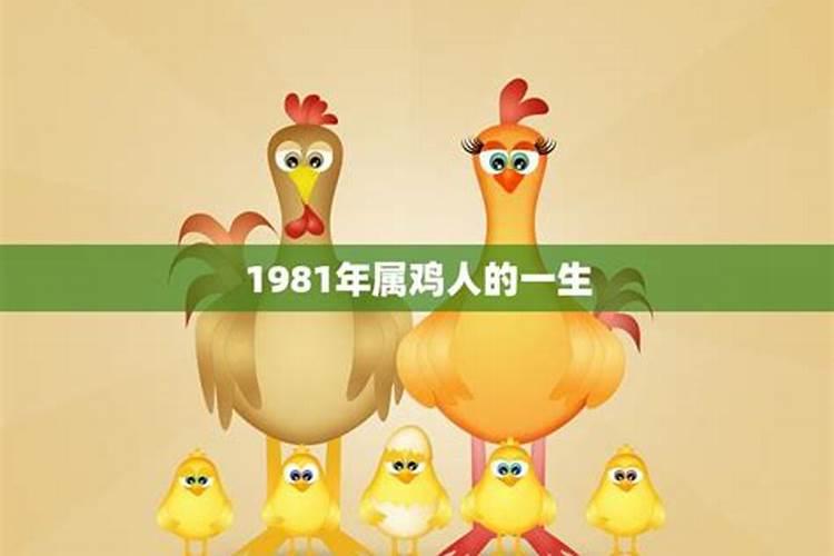 属鸡的一生命运？