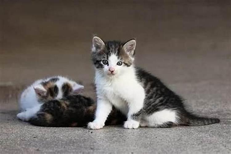 什么属相能养猫能旺财