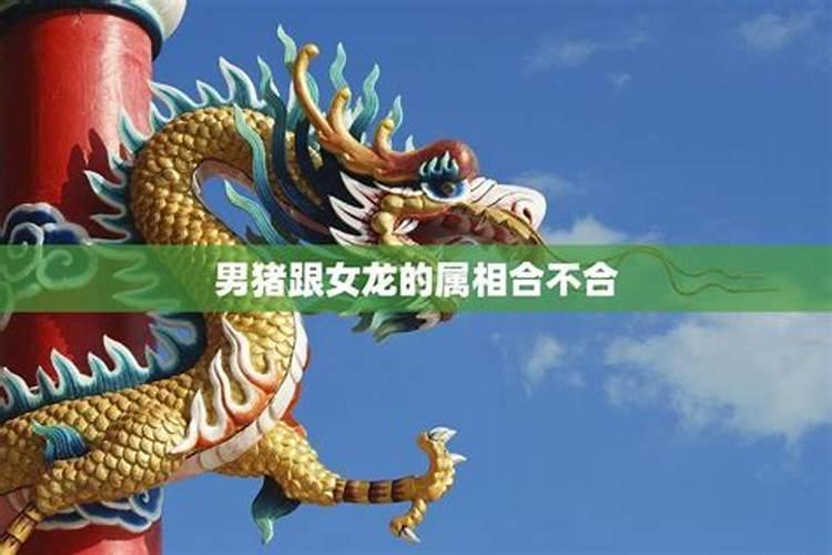 男的是83年属猪的和女的是88年属龙的八字相配吗？