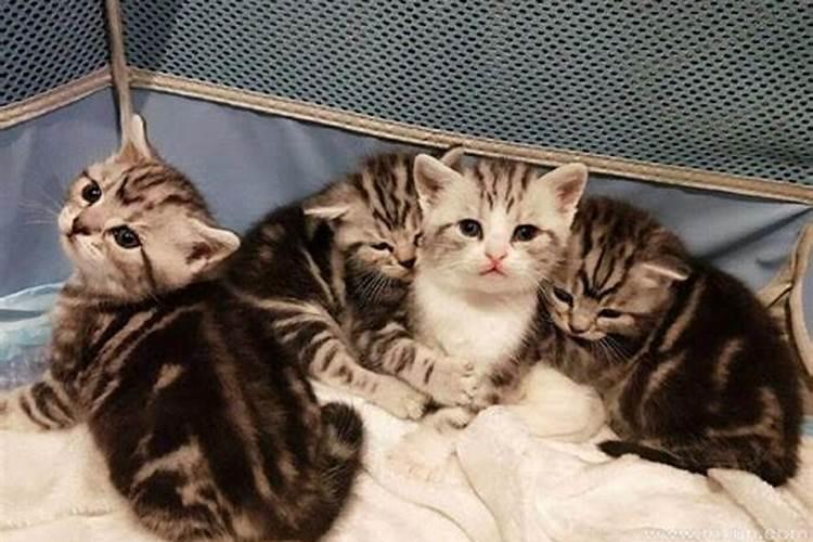 梦见猫生狗的预兆
