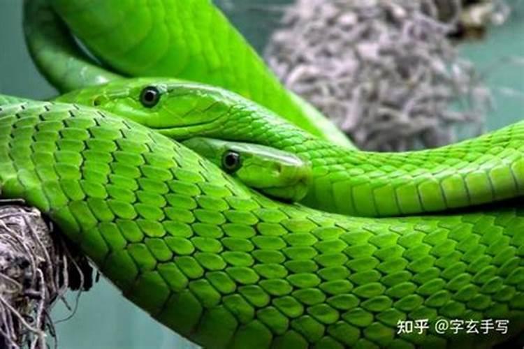 连续二次梦见蛇什么意思