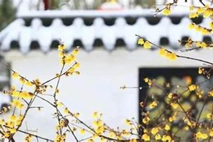 一年十二个月的花各是什么花？