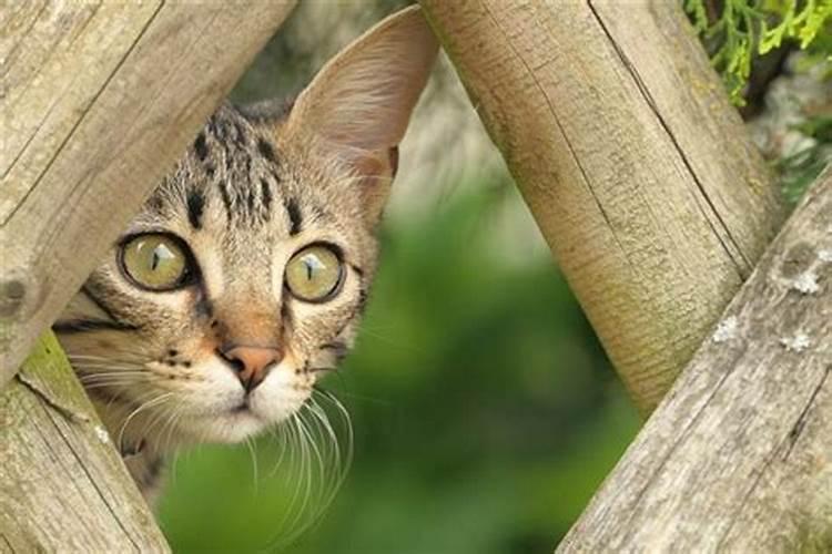 周公解梦怀孕梦见猫向我扑来扑倒我身上突然不见了