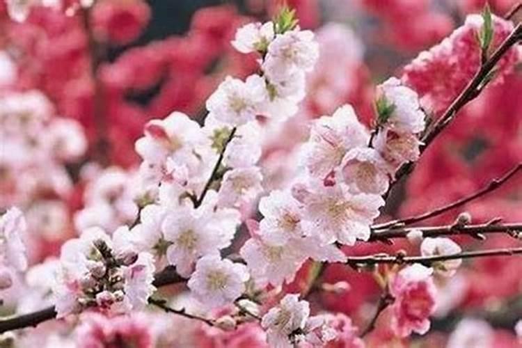 元宵节当周12生肖运势的吉与凶!