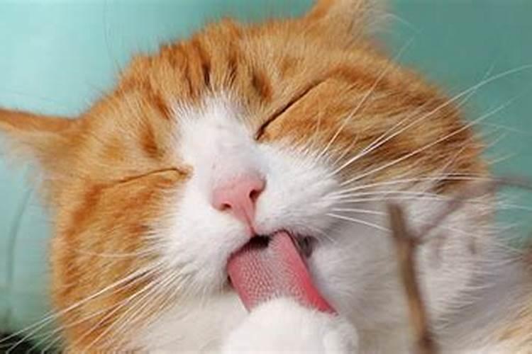 梦见死猫是什么预兆 女性