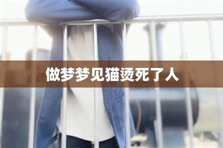 梦见死了猫是什么意思 代表上什么