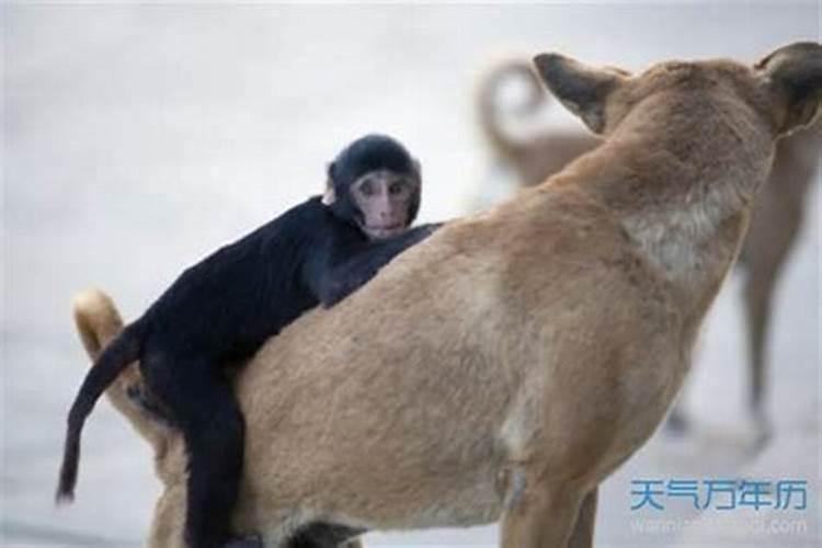 姻缘配对:属龙男和属猴女可以做夫妻吗 婚配好吗