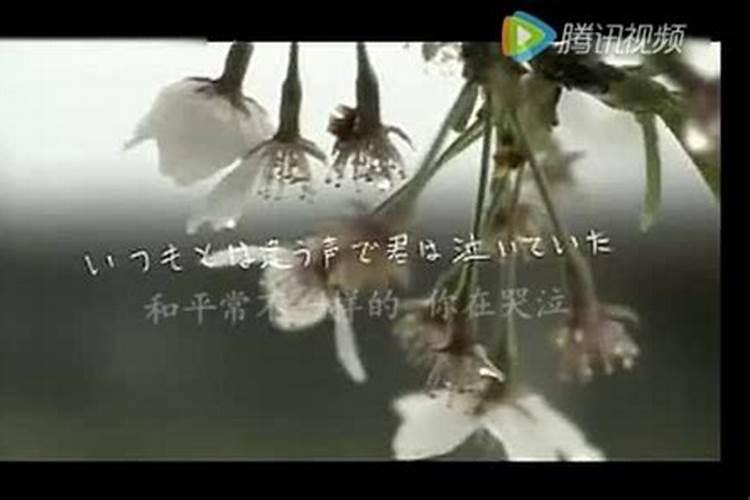 清明樱花祭《樱花樱花想见你》吉他谱