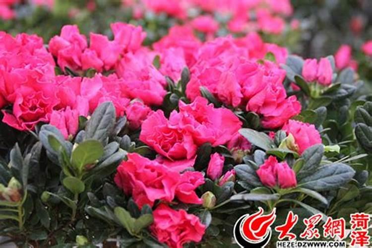 闽南腊月可以种植什么时令蔬菜
