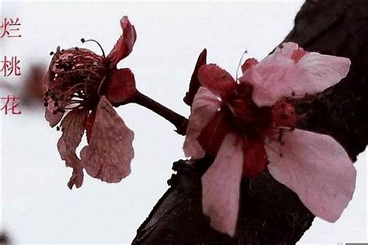 腊八节的由来和风俗是什么
