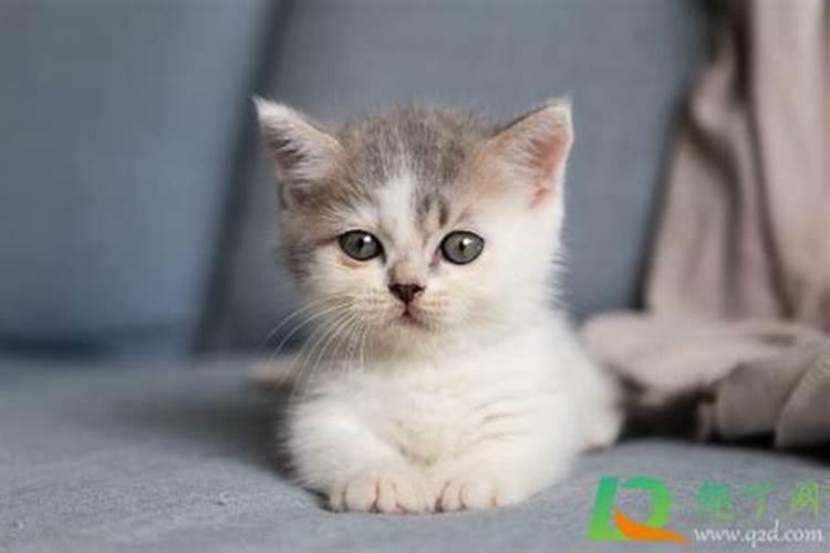 梦见猫是什么意思周公解梦