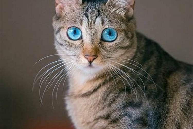 梦见猫跑了是什么意思？