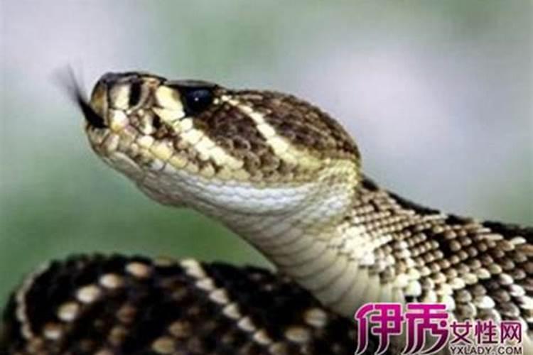 属羊和属鼠能合作吗