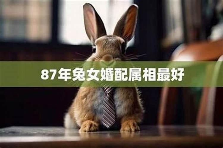 属兔女孩和什么属相合婚,94年属狗的属相婚配表