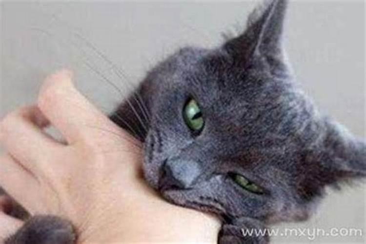梦见被猫咬住不放是什么意思？