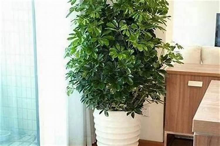太阴星坐守命宫太阴星坐守十二宫的含义