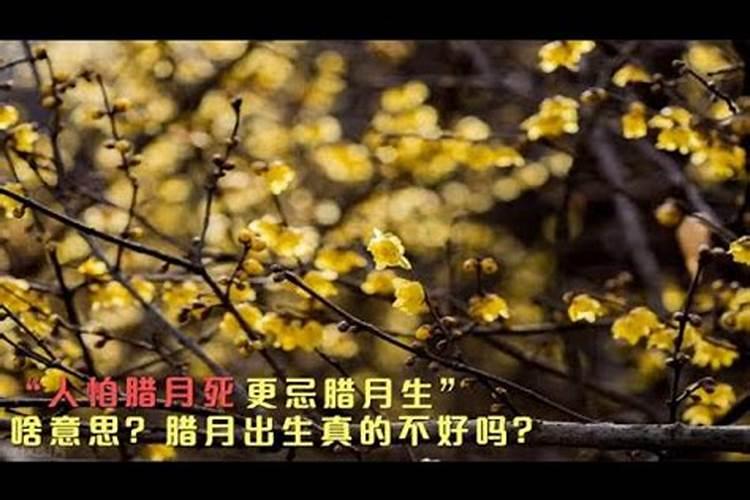 腊月出生的人都命苦吗 生肖腊月命运分析