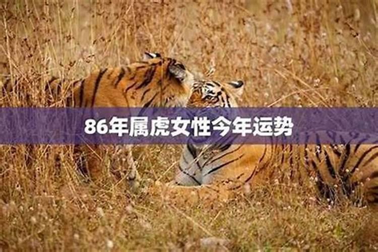 属虎的女人2025年运势全年