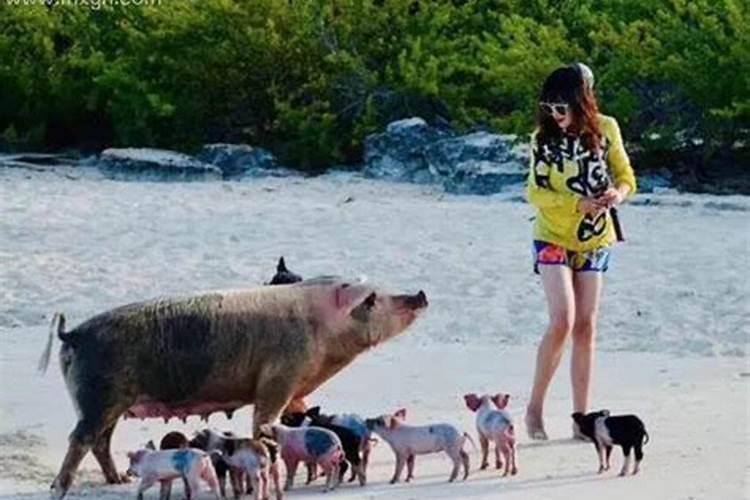 女人梦到被猪追咬是什么意思
