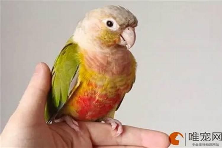 家里养鹦鹉好不好？