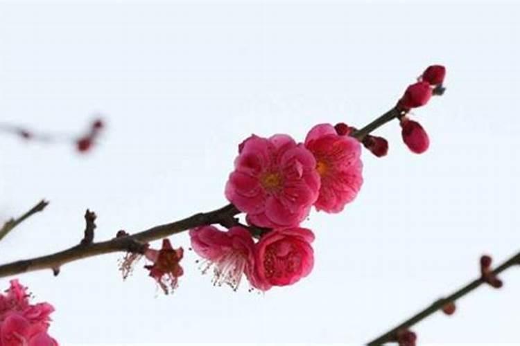 算命中的月令指的是什么,什么叫得月令？